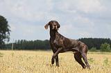 BRAQUE ALLEMAND 099
